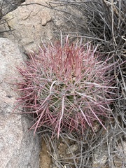 Ferocactus gracilis gracilis