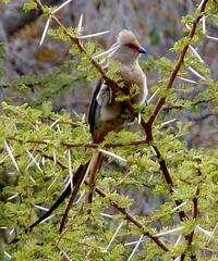 Urocolius indicus transvaalensis