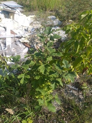 Crataegus maximowiczii