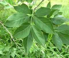 Heteromorpha arborescens abyssinica