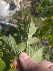 Crataegus maximowiczii