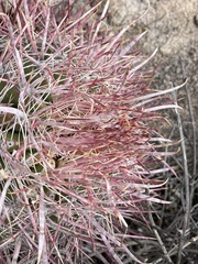 Ferocactus gracilis gracilis