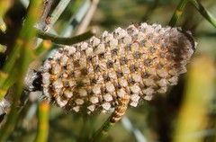 Allocasuarina campestris