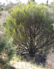 Allocasuarina campestris