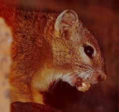 Paraxerus cepapi cepapi