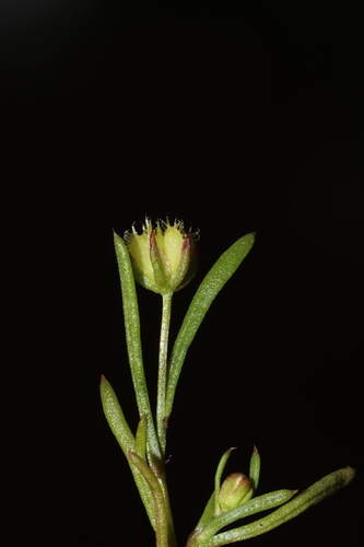 Image of Tiny Daisy (Brachyscome perpusilla) by (c) Tim Hammer, some rights reserved (CC BY)