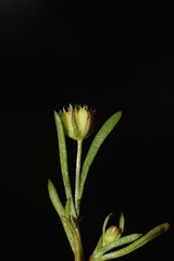 Brachyscome perpusilla