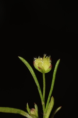 Brachyscome perpusilla