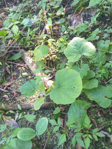 Наблюдение на iNaturalist