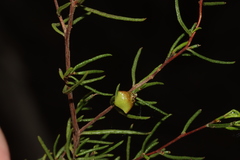 Dodonaea hexandra