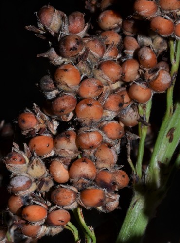 Sorghum bicolor