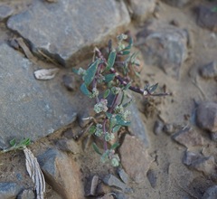 Chenopodium atrovirens