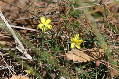 Hibbertia stricta