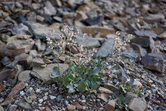 Eriogonum rupinum