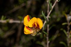 Dillwynia uncinata
