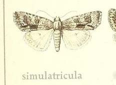 Cryphia simulatricula