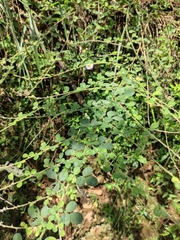 Lespedeza pilosa