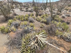 Agave cerulata
