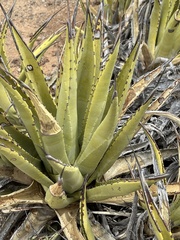 Agave cerulata