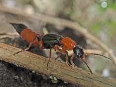 Paederus fuscipes