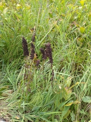Pedicularis compacta