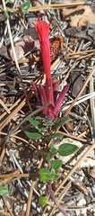 Monardella macrantha macrantha