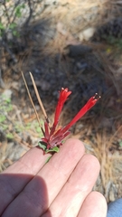 Monardella macrantha macrantha