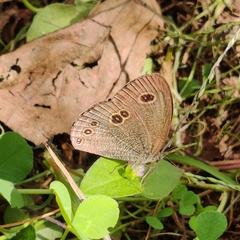 Ypthima nikaea