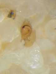 Anaxibia pictithorax