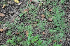 Chenopodium standleyanum