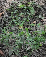 Chenopodium standleyanum