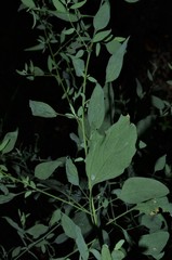 Chenopodium standleyanum