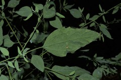 Chenopodium standleyanum