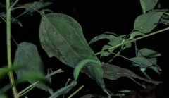 Chenopodium standleyanum