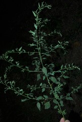 Chenopodium standleyanum