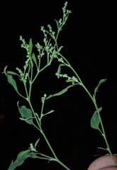 Chenopodium standleyanum
