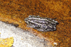 Ranoidea cyclorhynchus