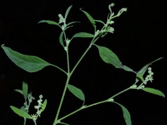 Chenopodium standleyanum