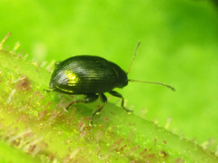 Chaetocnema concinna