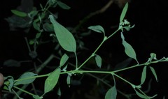 Chenopodium standleyanum