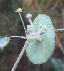 Centella lanata