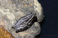 Ranoidea cyclorhynchus