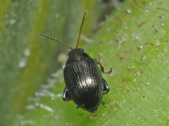 Chaetocnema concinna