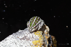 Ranoidea cyclorhynchus