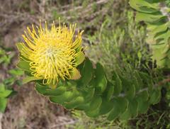 Leucospermum praecox