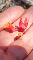 Dudleya pauciflora