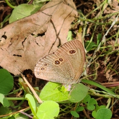 Ypthima nikaea