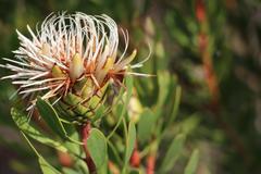 Protea lanceolata