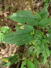 Tricyrtis macropoda