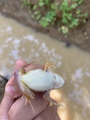 Rana dybowskii